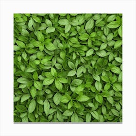 Green Basil Leaves Background Canvas Print