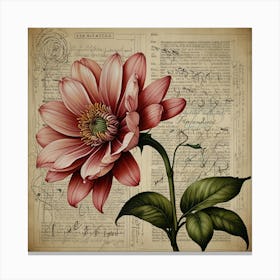 Dahlia 19 Canvas Print