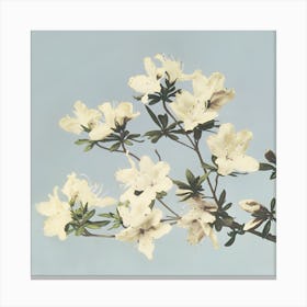 White Azalea Canvas Print