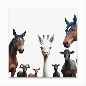 Group Of Horses 3 Canvas Print