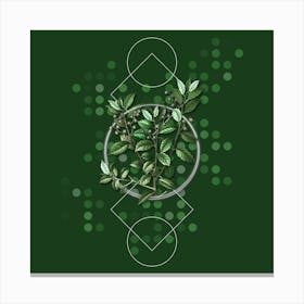 Vintage Evergreen Oak Botanical with Geometric Line Motif and Dot Pattern n.0045 Canvas Print