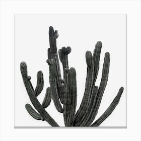 Black and White Cactus Canvas Print