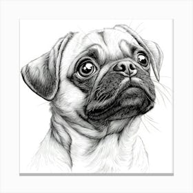 Pug Dog Canvas Print