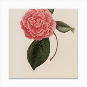 Camellia 3 Canvas Print