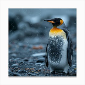 King Penguin 10 Canvas Print