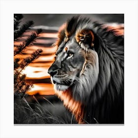 Sunset Lion 3 Canvas Print