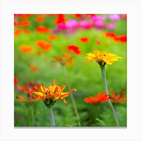 Colorful Flowers In A Field Canvas Print