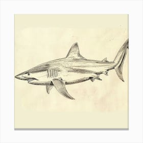 Vintage Shark Pencil Illustration 3 Canvas Print