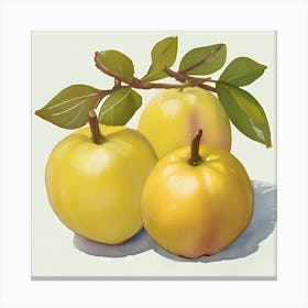 Quince Canvas Print