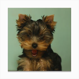 Yorkshire Terrier Puppy Canvas Print