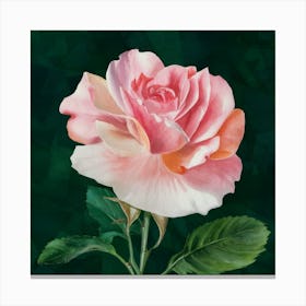 Pink Rose 13 Canvas Print