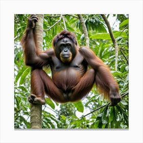 Orangutan Hanging In Tree 1 Canvas Print