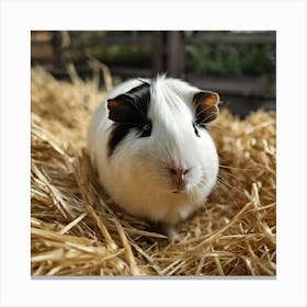 Guinea Pig Canvas Print