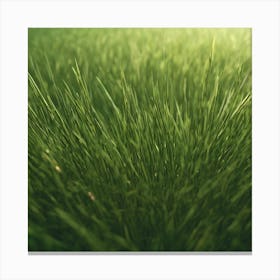 Green Grass 24 Canvas Print