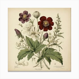 Halonium Wildflower Vintage Botanical Art Print 2 Canvas Print