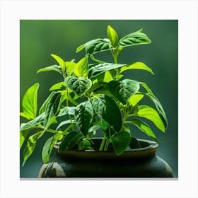 Small Plant In A Pot Canvas Print