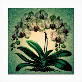 Orchids 2 Canvas Print