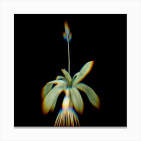 Prism Shift Scilla Lilio Hyacinthus Botanical Illustration on Black n.0004 Canvas Print