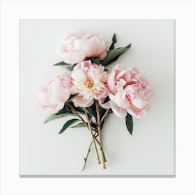 Pink Peonies 3 Canvas Print