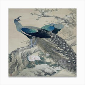 Peacocks Canvas Print