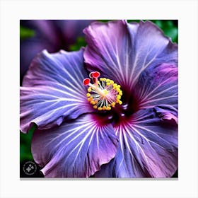 Purple Hibiscus Flower Canvas Print