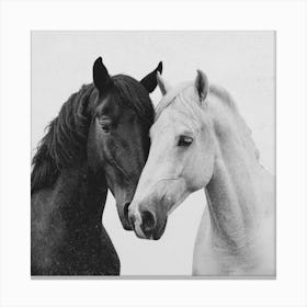 Black And White Horses Canvas Print