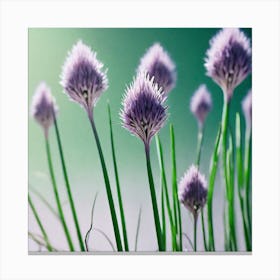 Chives 2 Canvas Print