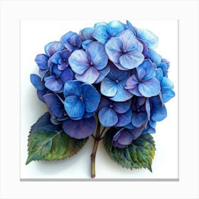 Blue Hydrangea 5 Canvas Print