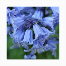 Blue floral Canvas Print