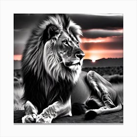 Lion In The Sunset 2 Canvas Print