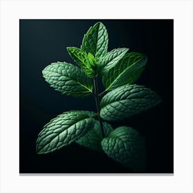 Mint Leaves On Black Background 2 Canvas Print