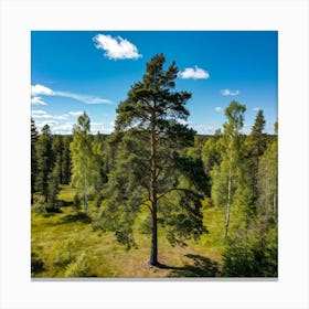 Fresh Springtime View Of A Tall Spruce Pine Tree Located In A Breathtakingly Scenic Rural Park In S (1) Lienzo