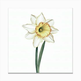 Daffodil 1 Canvas Print