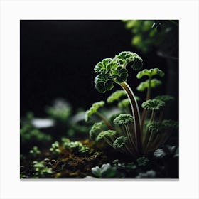 Small Plants In A Pot Canvas Print