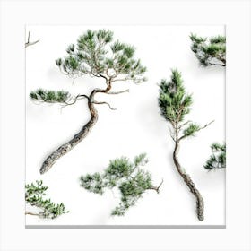 Pine Trees Isolated On White Canvas Print