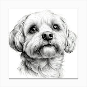 Lhasa Apso Canvas Print