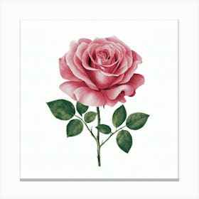 Pink Rose 6 Canvas Print
