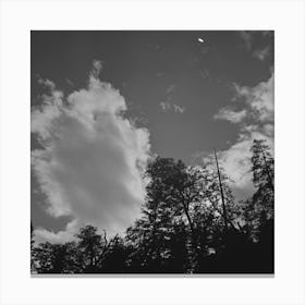 Shasta County, California, Trees And Clouds By Russell Lee Canvas Print