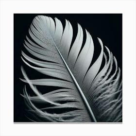 Feather 2 Canvas Print