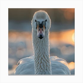 Beautiful Swan 1 Canvas Print