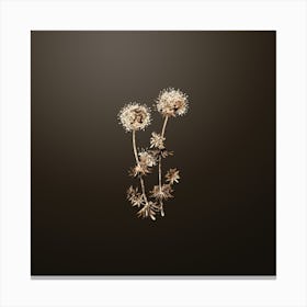 Gold Botanical Crucianella Flower Branch on Chocolate Brown n.3775 Canvas Print