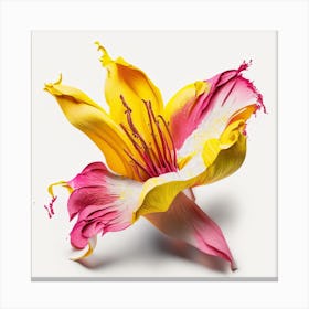 Lily Flower Canvas Print