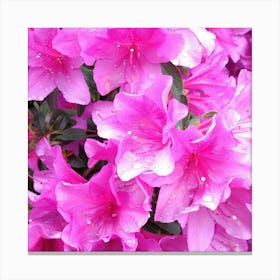 Pink Azaleas 27 Canvas Print