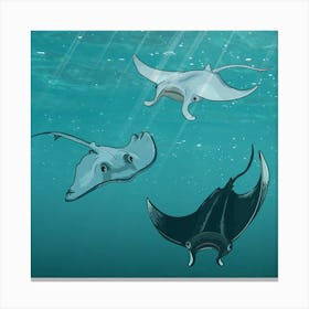 Stingrays Canvas Print