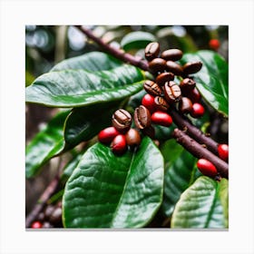 Coffee Beans On A Tree 57 Canvas Print