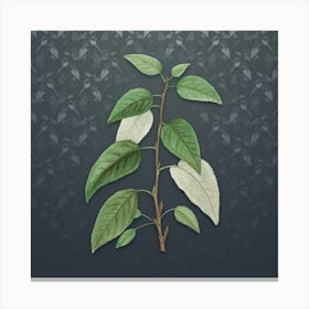 Vintage Balsam Poplar Leaves Botanical on Slate Gray Pattern n.2554 Canvas Print