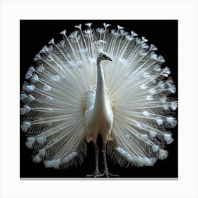 Peacock 7 Canvas Print