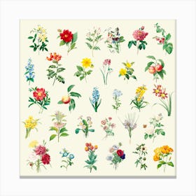 Set of beautiful blooming wildflowers Canvas Print