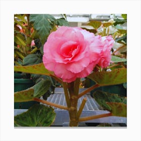 Begonia 36 Canvas Print