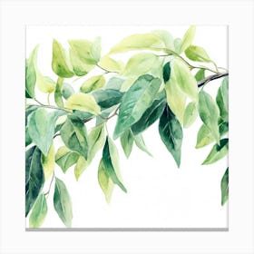 Watercolor Of A Tree Branch Canvas Print